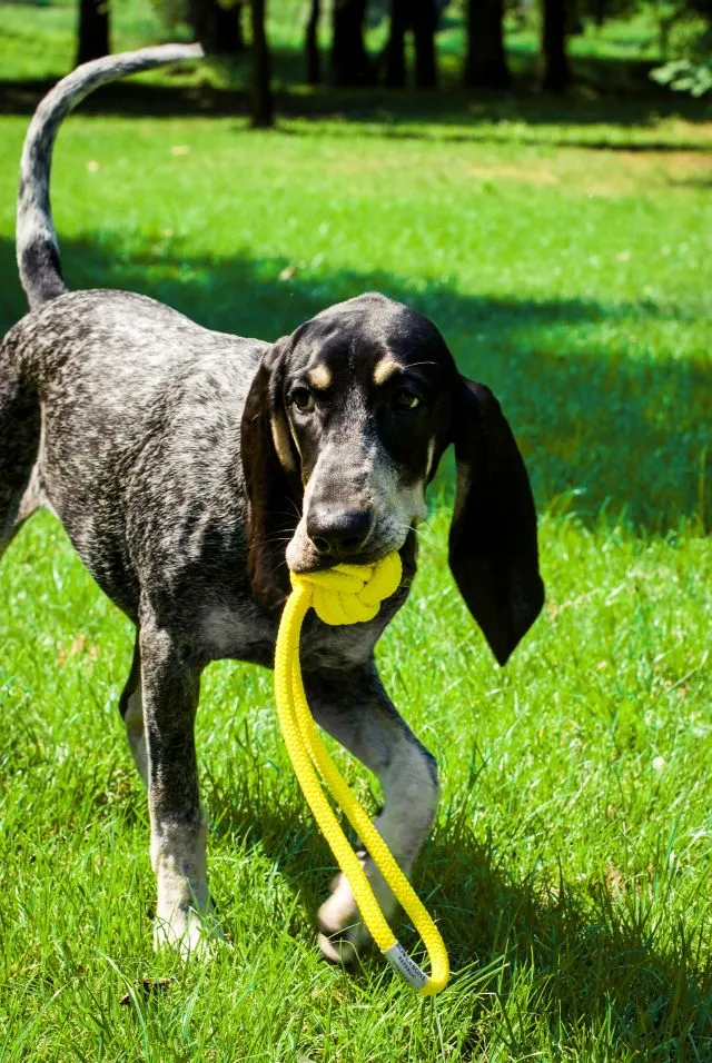 Bowl and Bone Yellow Bullet Rope Dog Toy