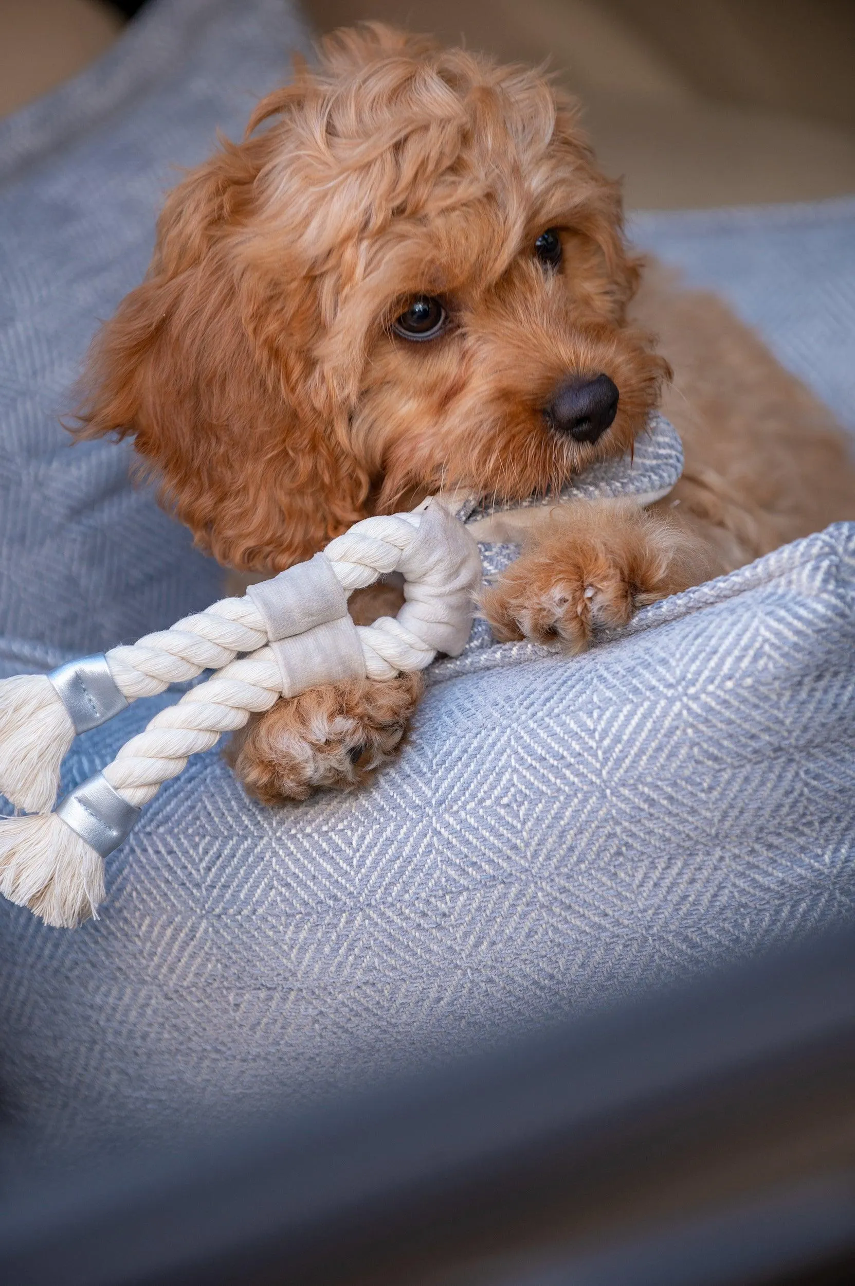 Luxury Dog Car Seat | Florence by Oh Charlie