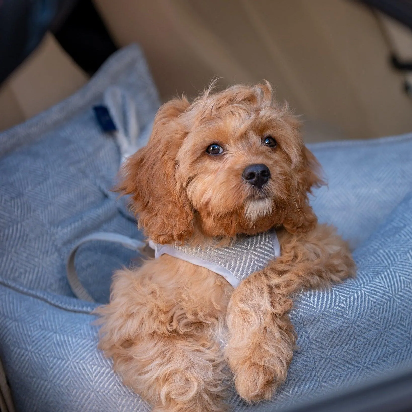 Luxury Dog Car Seat | Florence by Oh Charlie